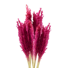 Sorghum Grasbos - Roze