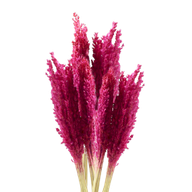 Sorghum Grasbos - Roze