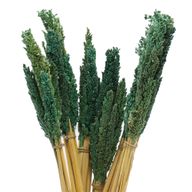 Sorghum Grasbos - Teal