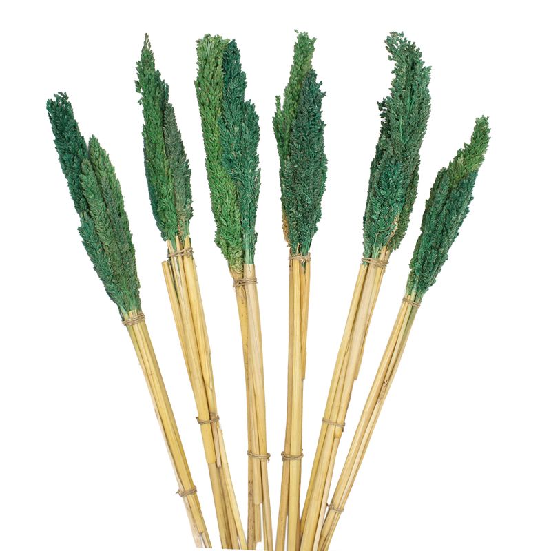 Sorghum Grasbos - Teal