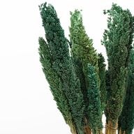 Sorghum Grasbos - Teal