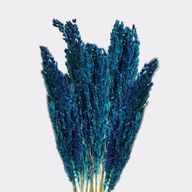 Sorghum Grasbos - Blauw