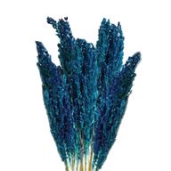 Sorghum Grasbos - Blauw