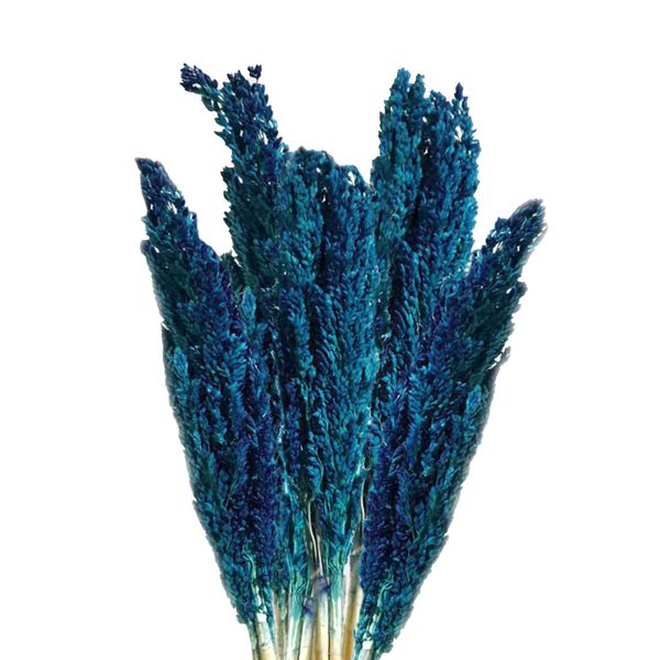 Sorghum Grasbos - Blauw