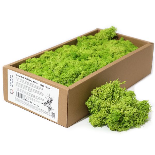 Decoratief Rendiermos van Topkwaliteit - Licht Grasgroen - Doos van 500 g