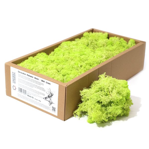 Decoratief Rendiermos van Topkwaliteit - Mintgroen - Doos van 500 g