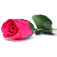Verkoop klaar: Zeepbloemen Boeket - Kleine roos - Roos