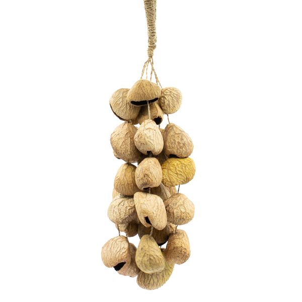 Med Pangi Zaadhuls - Natuurlijke Noten-Shaker (30 Schelpen)