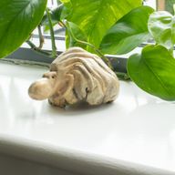 Handgemaakte Parasiet Houtkunstwerk - Oceaanbewakende Octopus