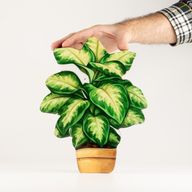 Houten Kamerplanten – Grote Viooltje