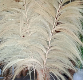 3x Rayung Gras Blond - 2m