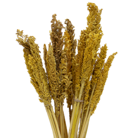 6x Sorghum Grasbos - Amber