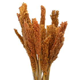 6x Sorghum Grasbos - Oranje