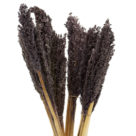 6x Sorghum Grasbos - Zwart