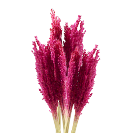 6x Sorghum Grasbos - Roze