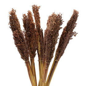 6x Sorghum Grasbos - Chocolade