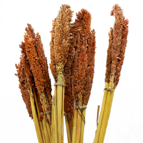 6x Sorghum Grasbos - Roest