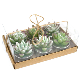 5x Set van 6 Theelichtjes - Agave Cactus - in Geschenkverpakking